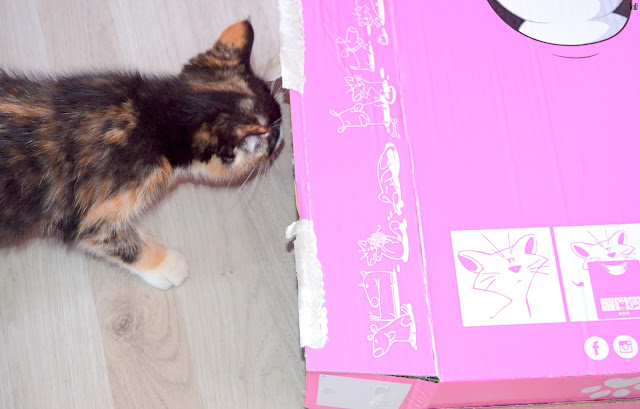 avis-sur-la-miaoubox-chat