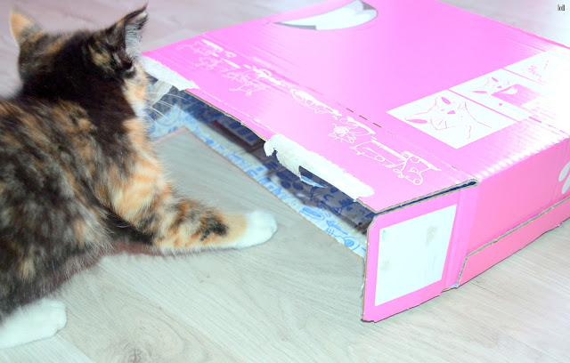avis-sur-la-miaou-box