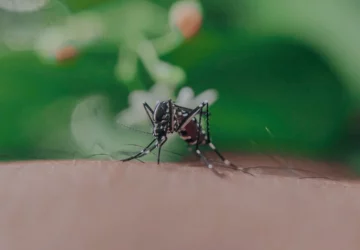 eloigner-les-insectes-en-ete