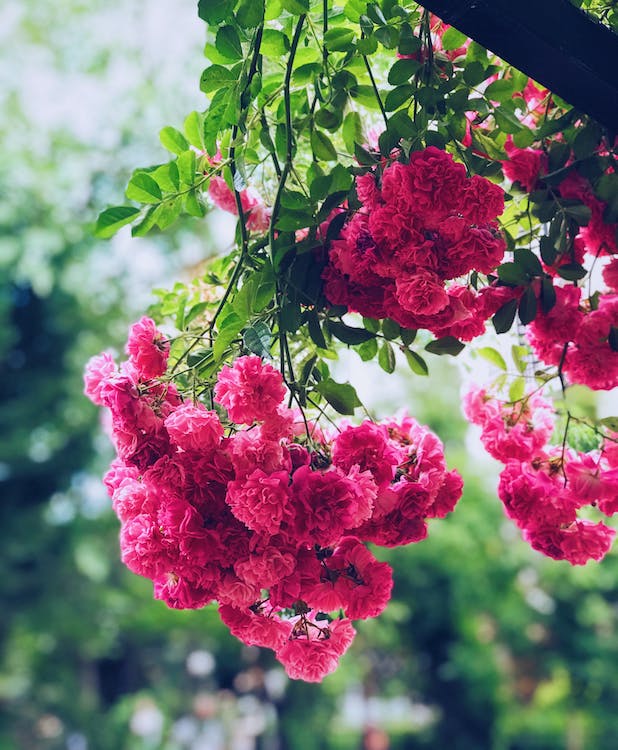 comment-entretenir-rosiers-en-ete