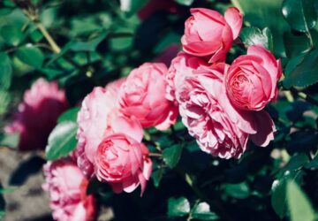 rosiers-en-ete-conseils-jardin