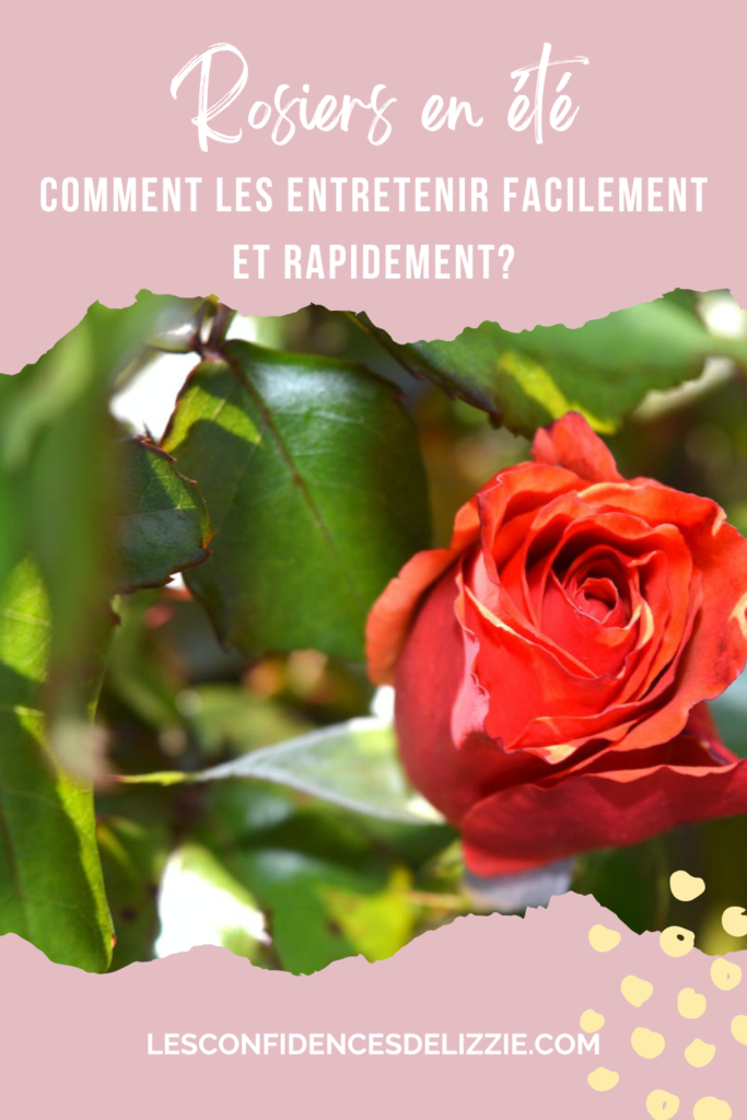 rosiers-en-ete-astuces-conseils