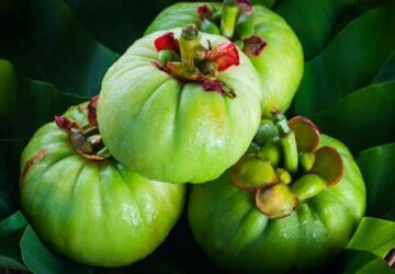 garcinia-complement-alimentaire-bienfaits